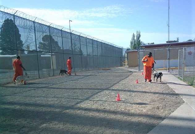 Inmates walking dogs a part of the PAWS program