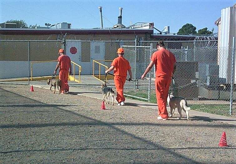 Inmates walking dogs a part of the PAWS program