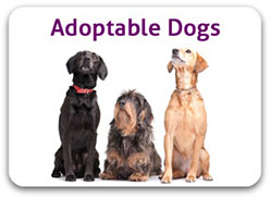 Adoptable dogs